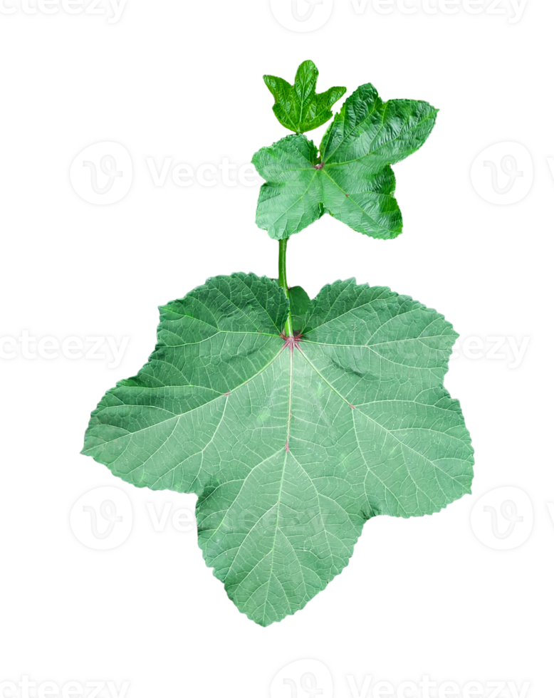 a green plant of Lady's fingers with leaves, a green plant with leaves png