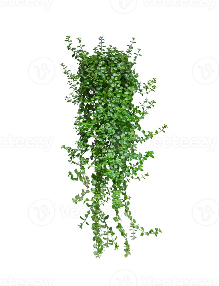 green ivy plant on a wall transparent background, green plants hanging from a tree on a background, a branch of a plant heart shaped leaf, png