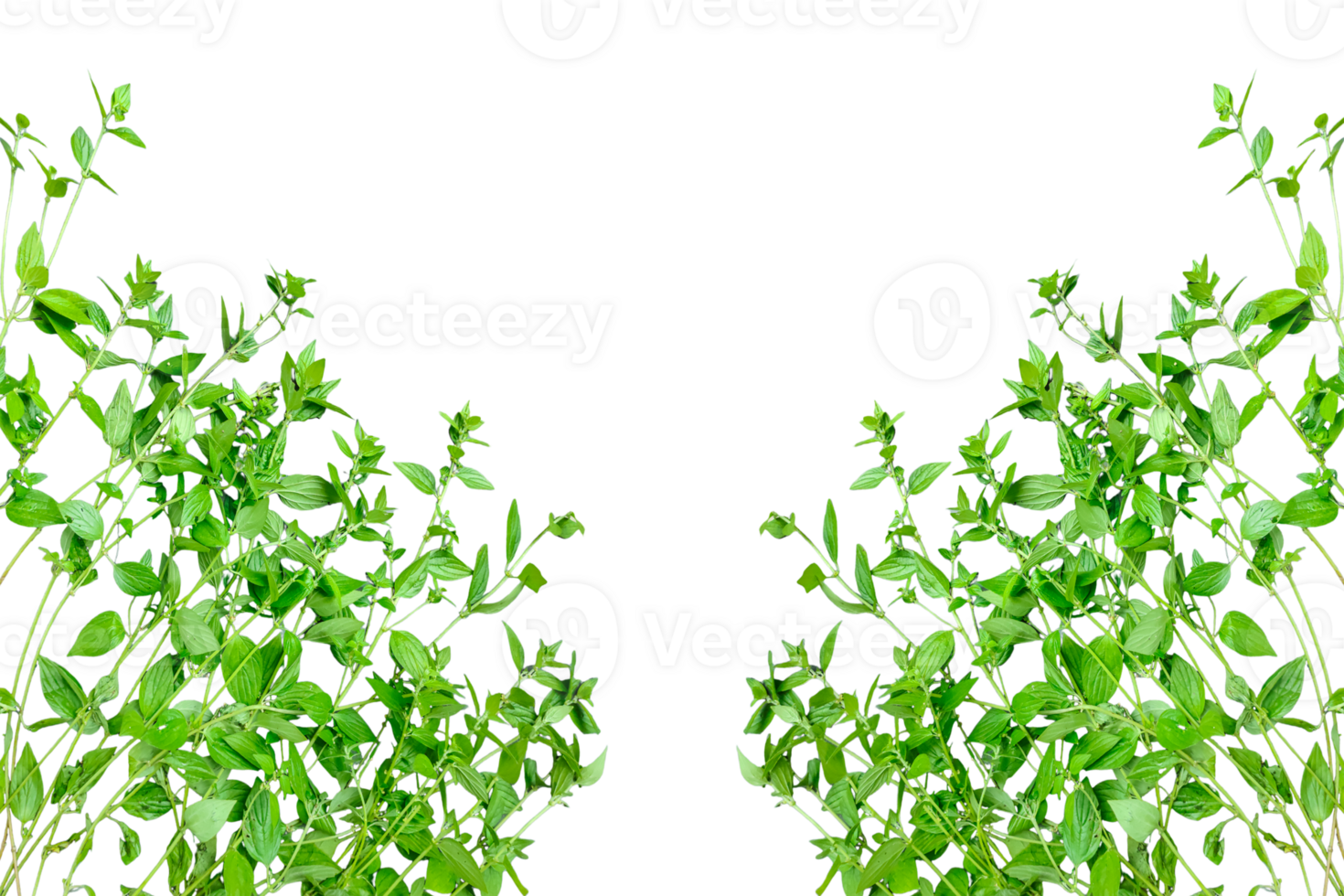 green plants mockup on a transparent background, green plant with green leaves on a transparent background png