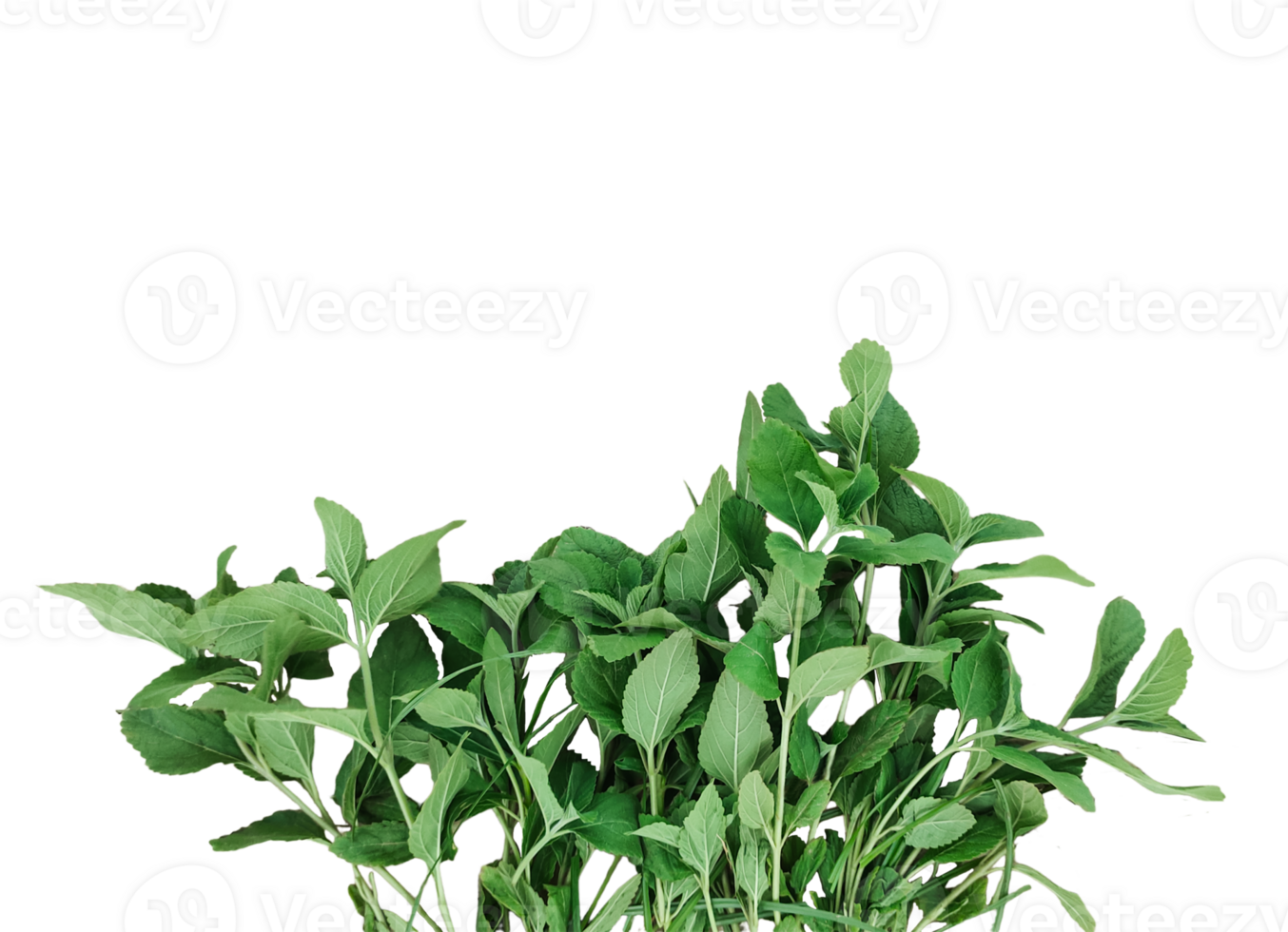 a plant with leaves on a transparent background, green leaves mockup on a white background, png