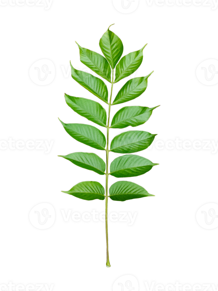 two green leaves on a transparent background, a green plant with leaves png