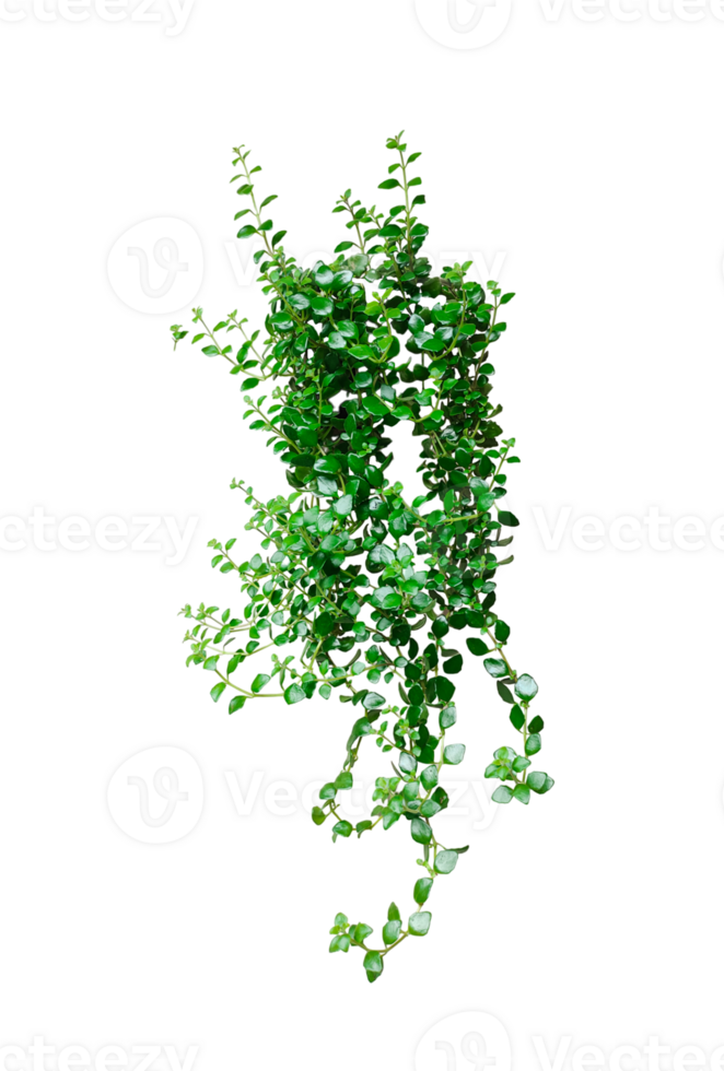 green ivy plant on a wall transparent background, green plants hanging from a tree on a background, a branch of a plant heart shaped leaf, png