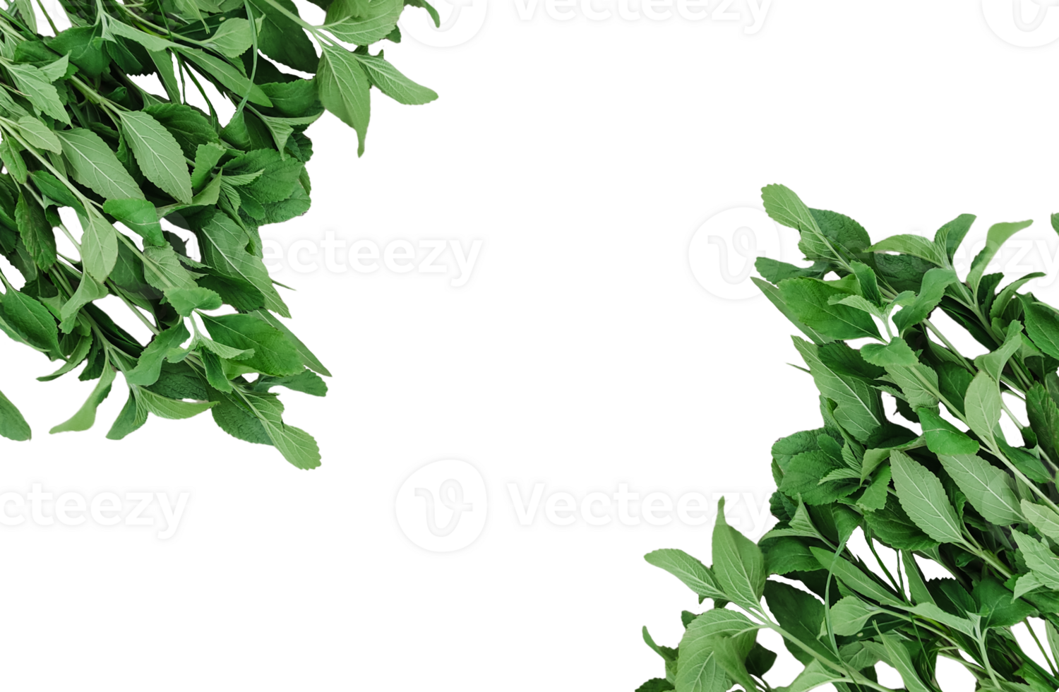 a plant with leaves on a transparent background, green leaves mockup on a white background, png