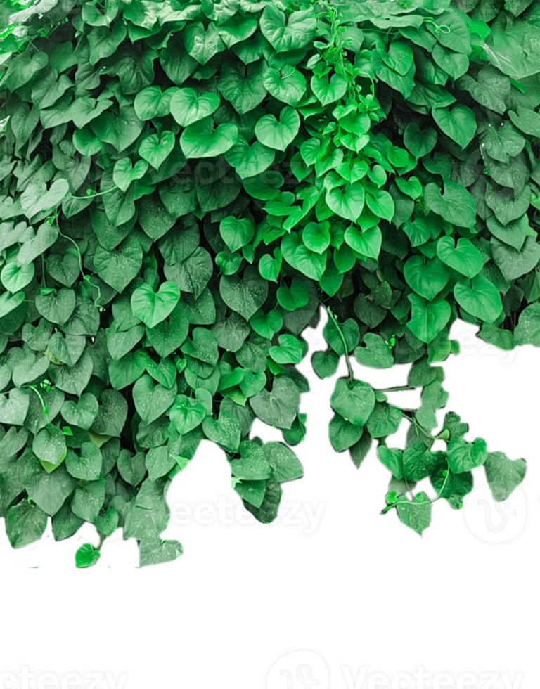 green ivy plant on a wall transparent background, green plants hanging from a tree on a background, a branch of a plant heart shaped leaf, png