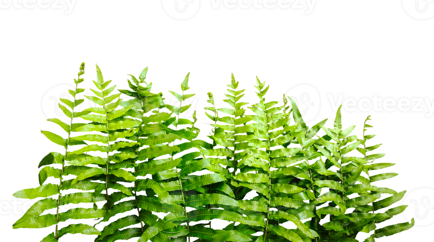 a green fern with green leaves mockup on a transparent background, two green plants hanging from a branch, green ferns on transparent background, png