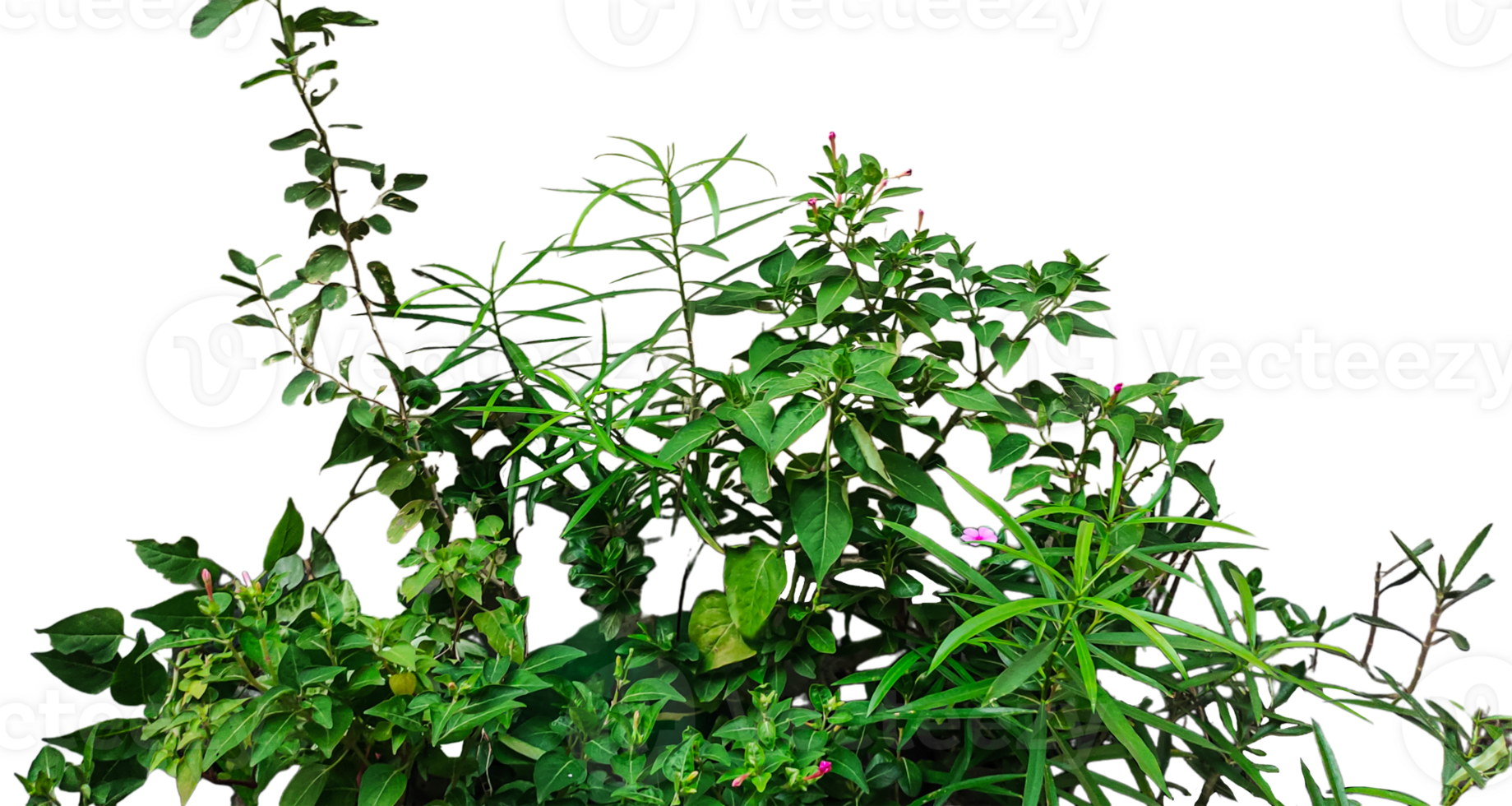 a plant with green leaves and leaves on a transparent background, a group of green plants, a plant with purple flowers and green leaves png