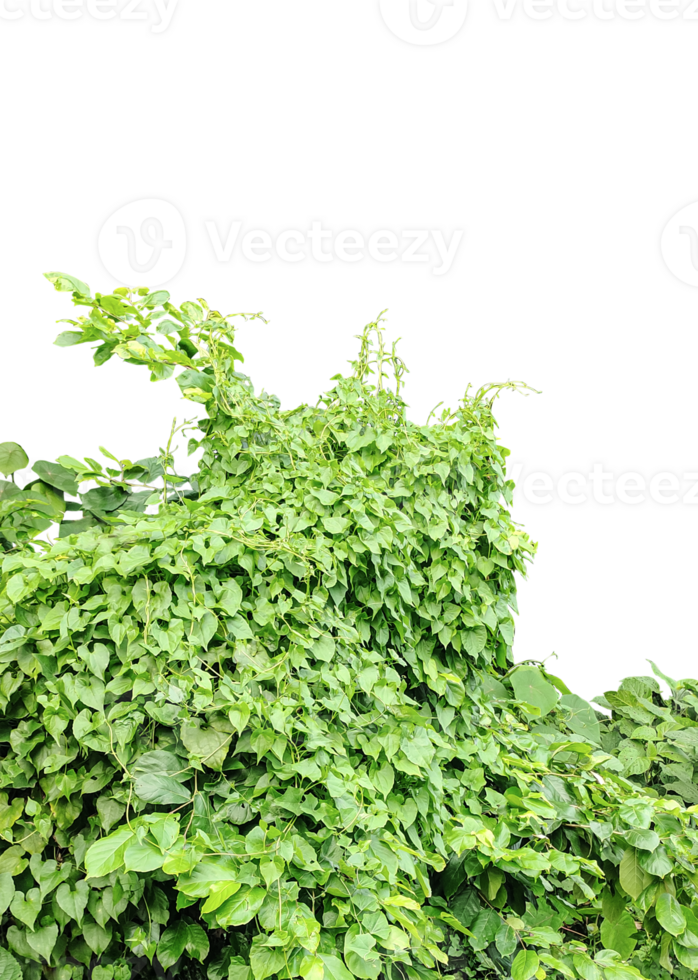 green ivy plant on a wall transparent background, green plants hanging from a tree on a background, a branch of a plant heart shaped leaf, png