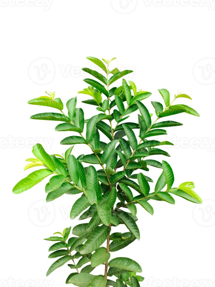 a plant with green guava leaves and a transparent background, a plant with green leaves on a white background png