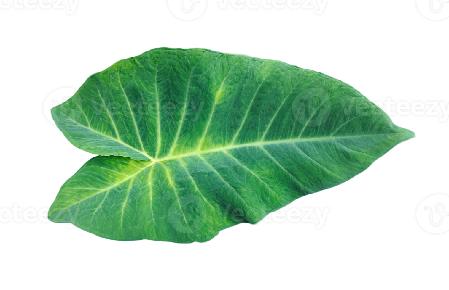 green raw leaves set on a transparent background, a large green monstsara leaf on a transparent background, a plant with green leaves in a garden, png