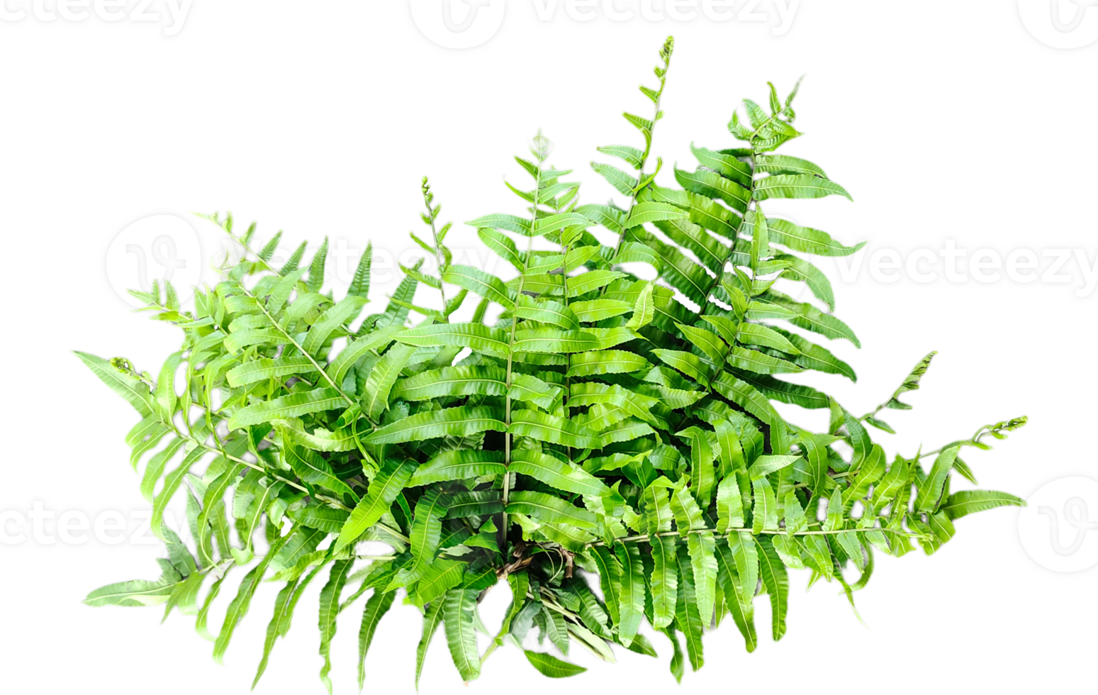 a green fern with green leaves mockup on a transparent background, two green plants hanging from a branch, green ferns on transparent background, png