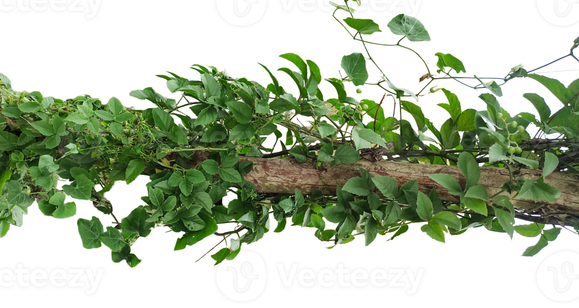 a branch with green leaves on transparent background, a branch of a tree with green leaves png