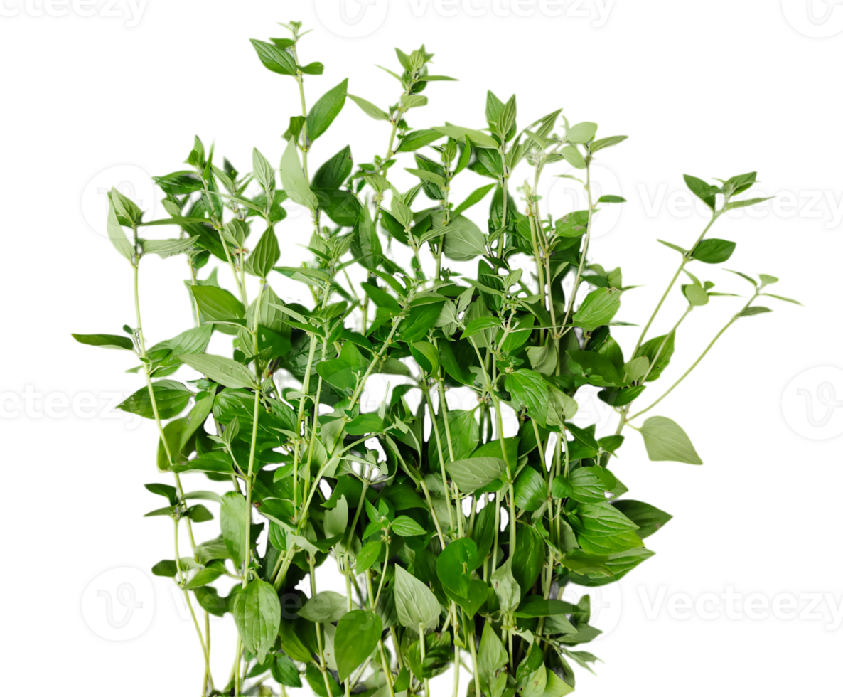 a plant with leaves on a transparent background, green leaves mockup on a white background, png
