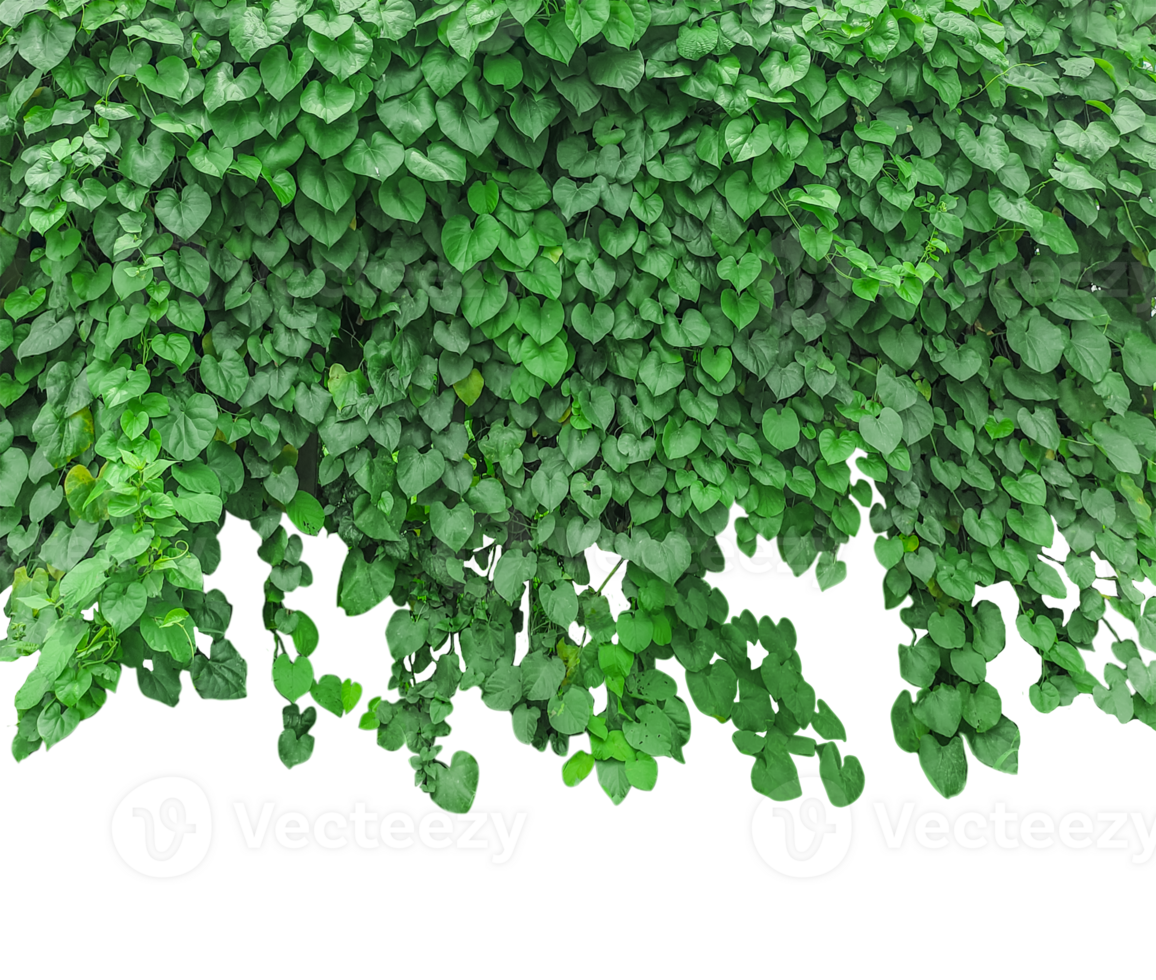 green ivy plant on a wall transparent background, green plants hanging from a tree on a background, a branch of a plant heart shaped leaf, png
