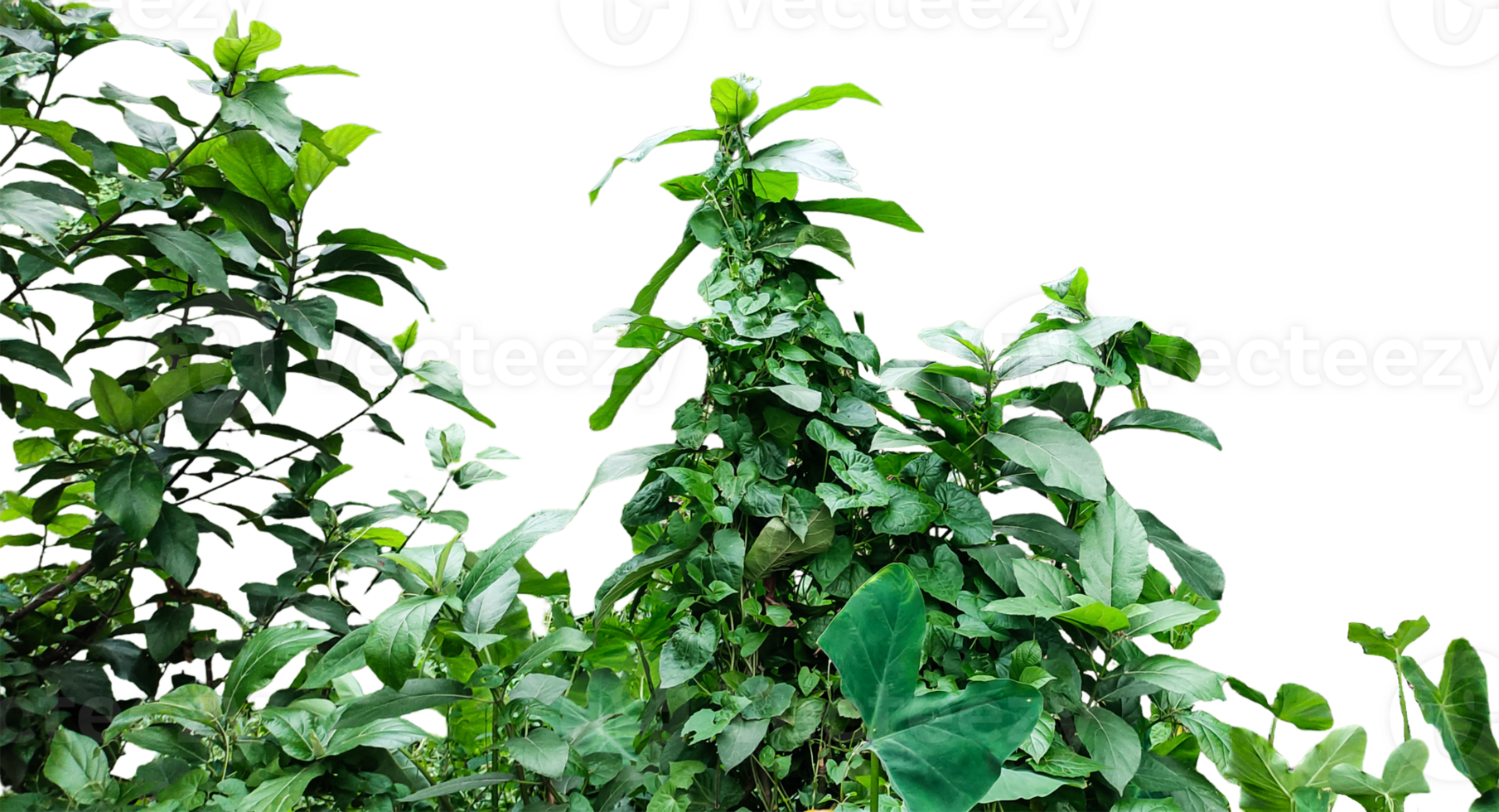 a plant with green leaves and leaves on a transparent background, a group of green plants, png