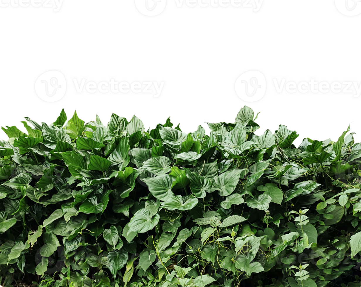 a plant with green leaves in a garden, a large green plant with leaves on transparent background, , a large green plant with leaves on it png