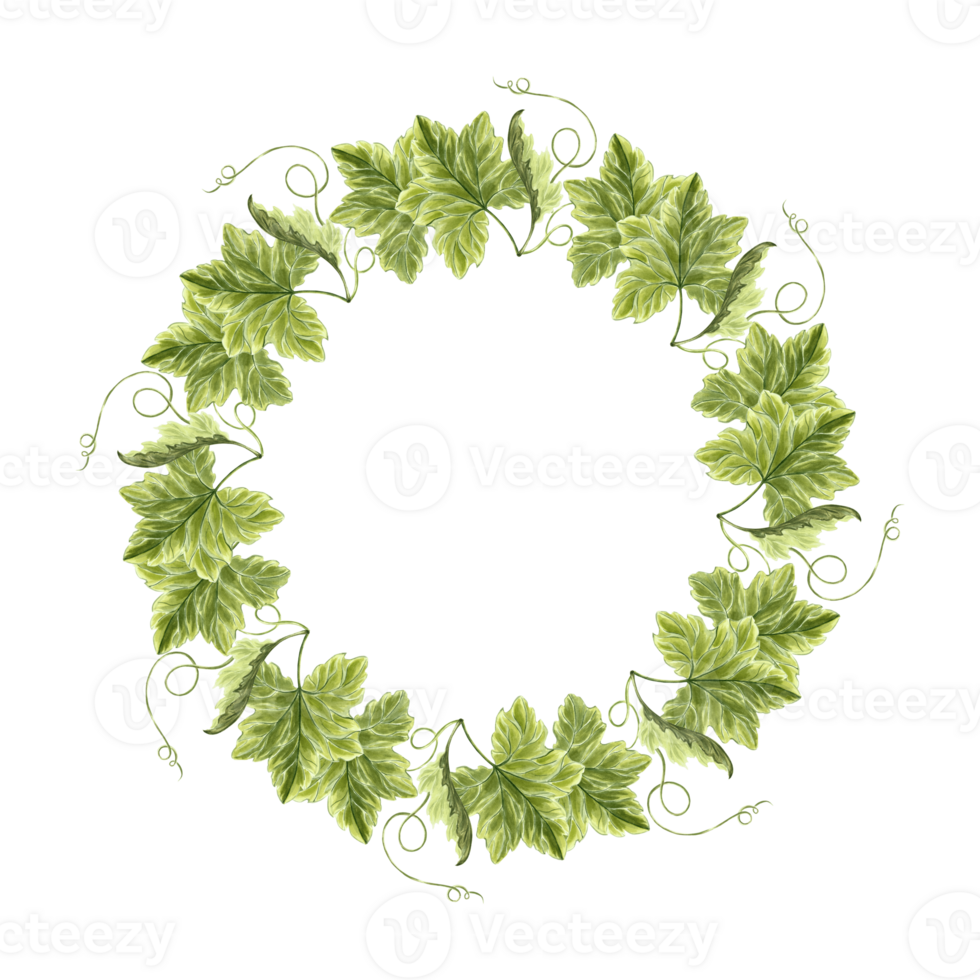 Green pampkins leaves with tendrils. Floral wreath. Round frame of greenery. Hand drawn watercolor illustration isolated. Forest and park plants. Template with copy space for card, sticker, embroidery png
