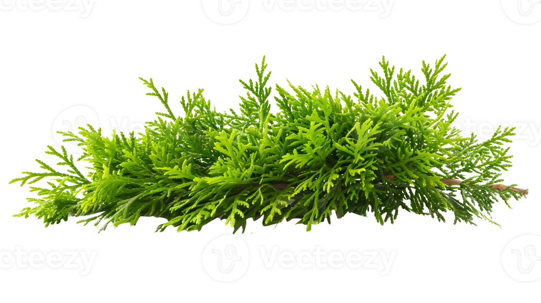 Al generated close-up of thuja branches isolated on transparent background png