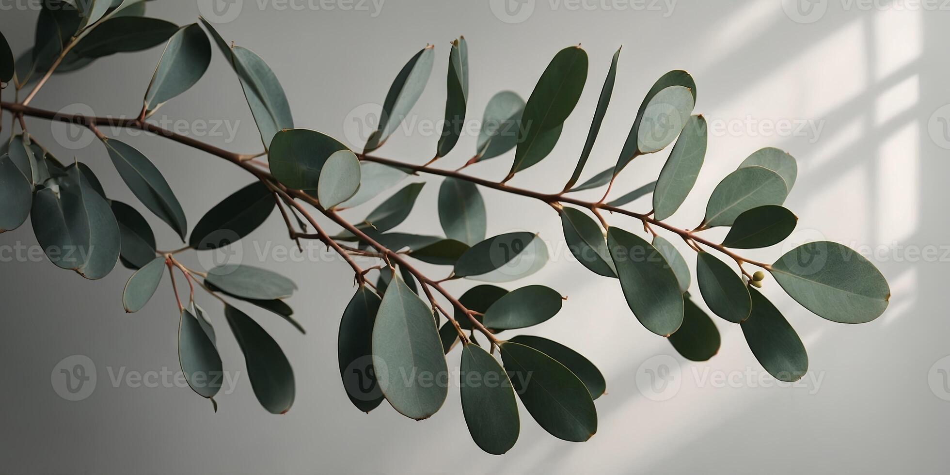 Eucalyptus branch with shadows on light background suitable for product presentation or cosmetic advertising display. photo