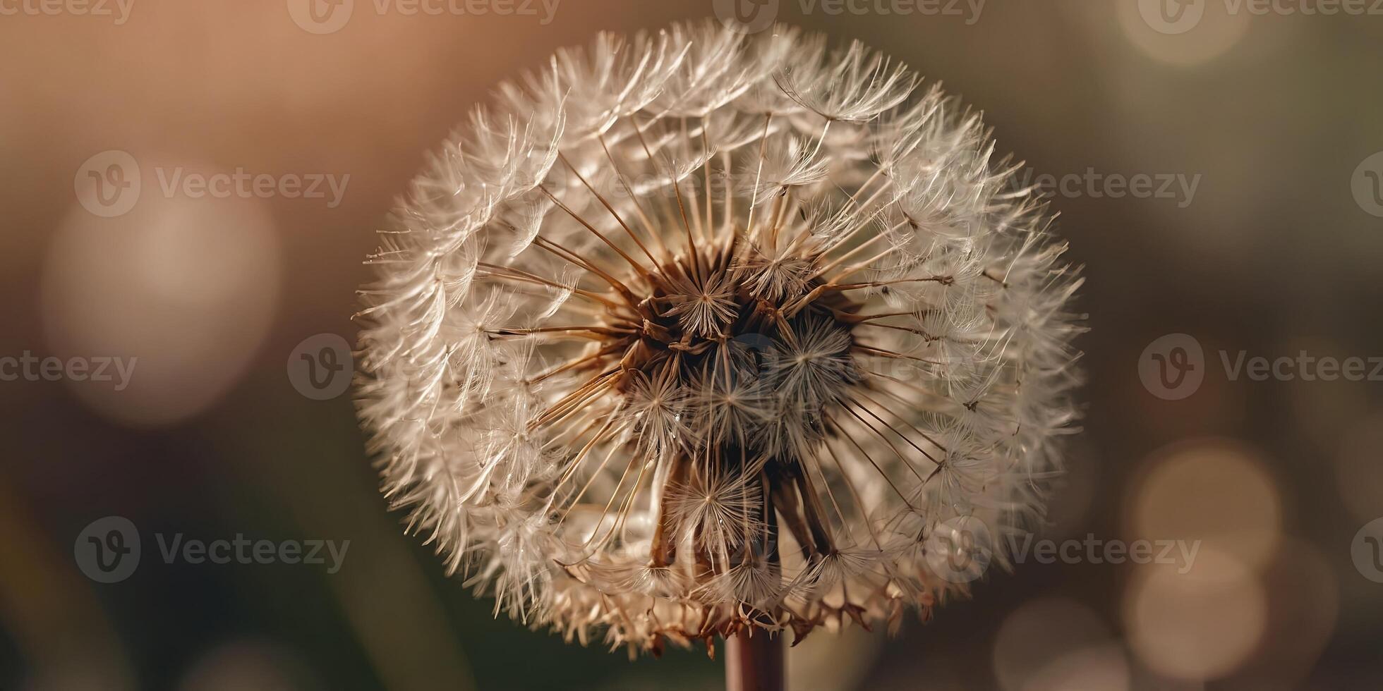 Macro close up of dandelion in peach fuzz color theme , color, dandelion, fuzz, theme. photo