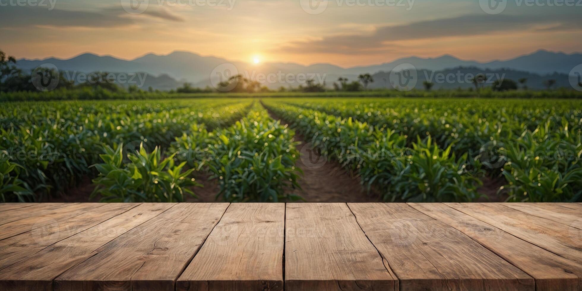 Empty wooden table for product display with green chili field background. photo