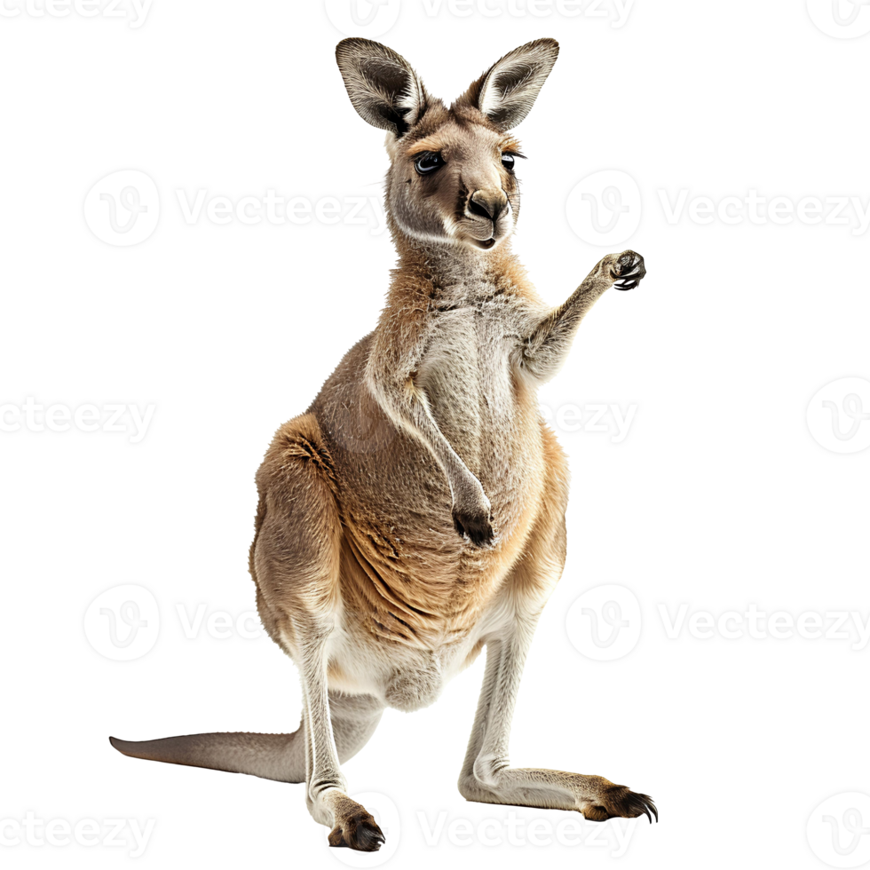 Kangaroo set . Kangaroo . Young kangaroo isolated. Australian wildlife kangaroo . Kangaroo looking into the camera isolated png