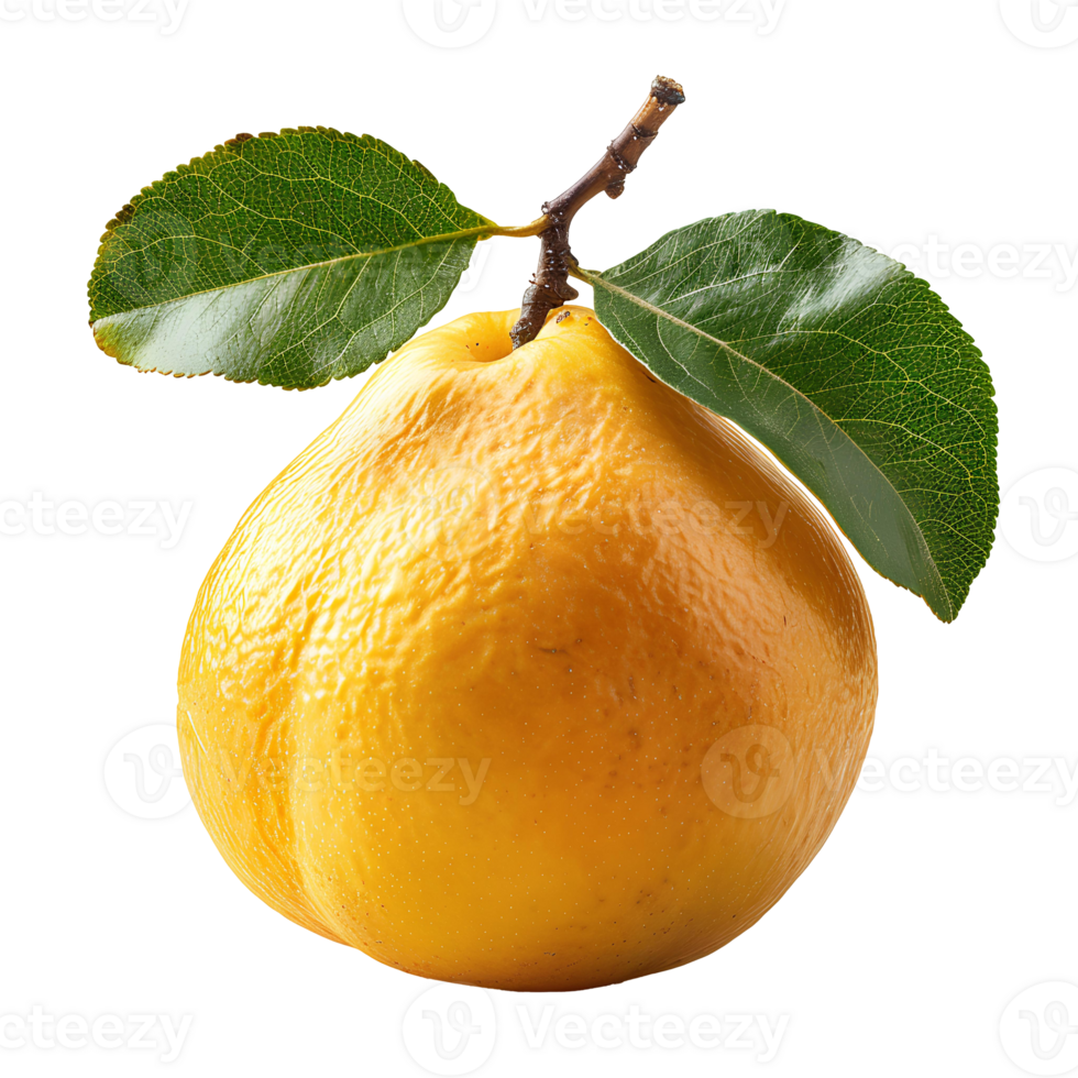 Quince fruit . Quince fruit isolated. Quince fruit flat lay . Autumn fruit quince . Fall fruit quince isolated png