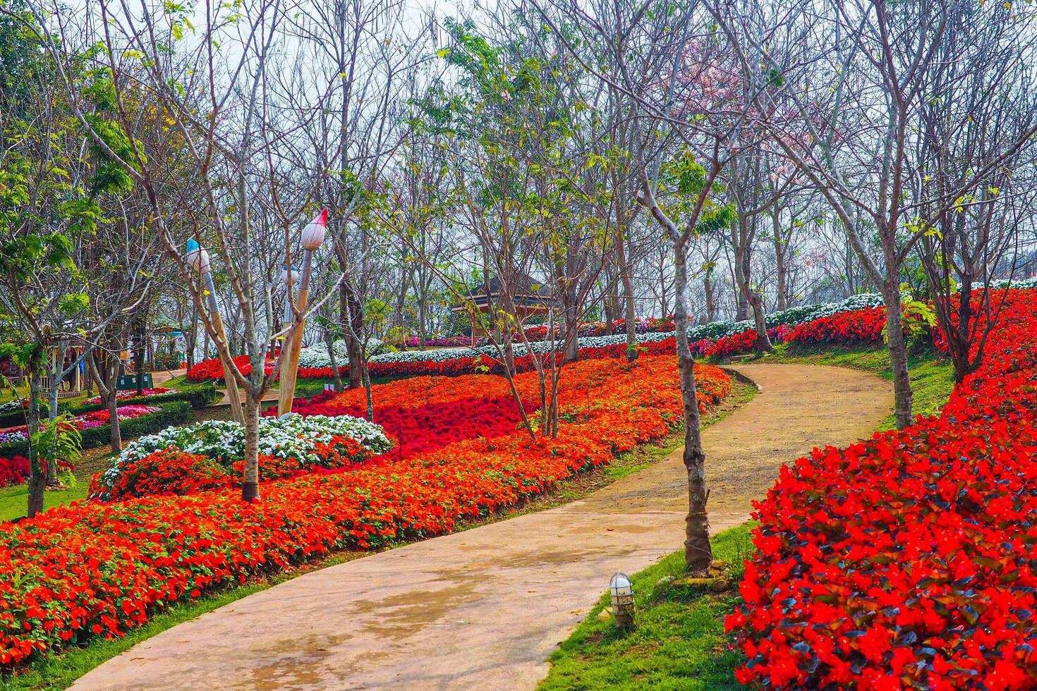 Vibrant Flower Garden in a park, Thailand. photo