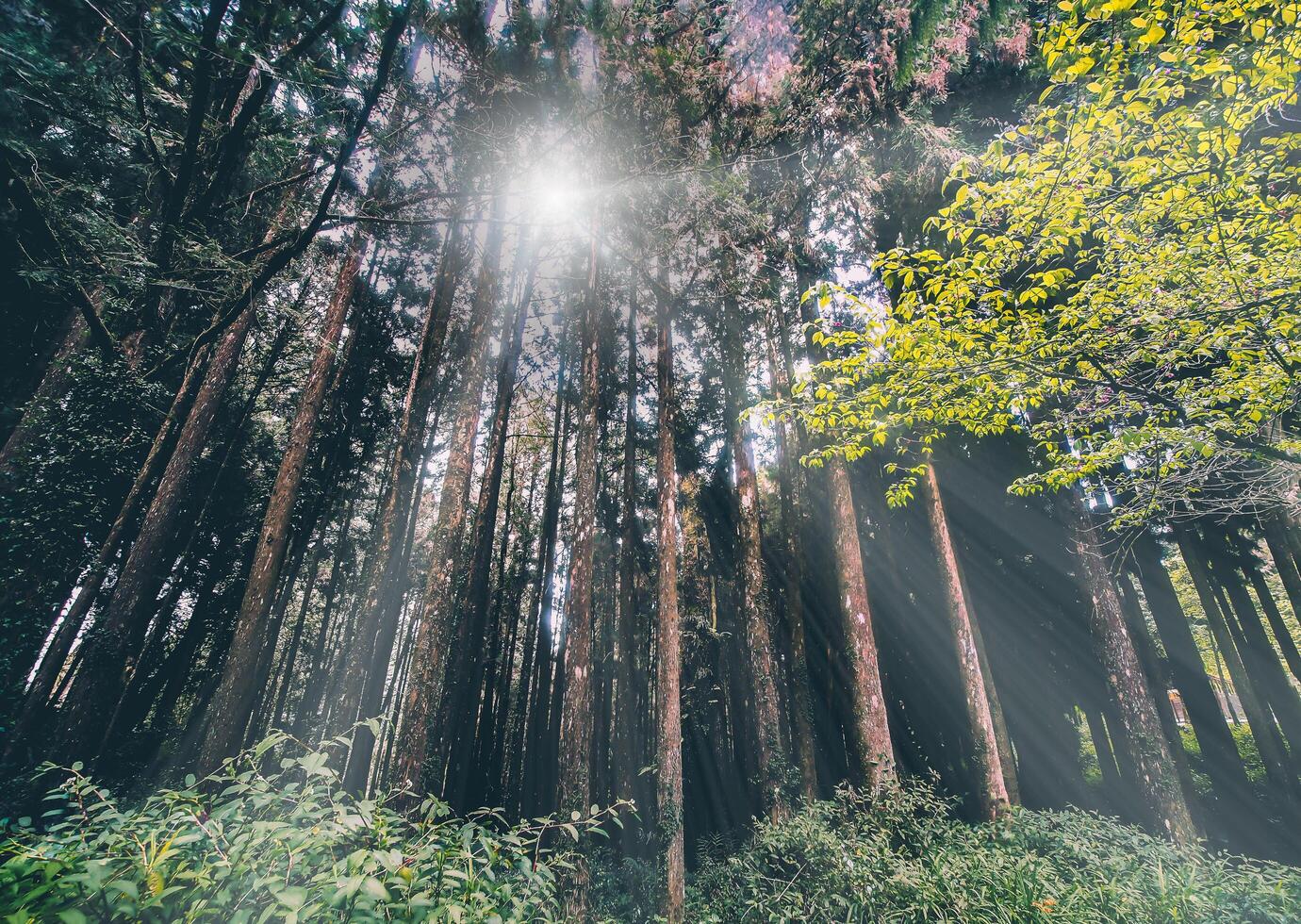 The sunlight shines on the far away sides of the trees in green tropical forest, Thailand. photo
