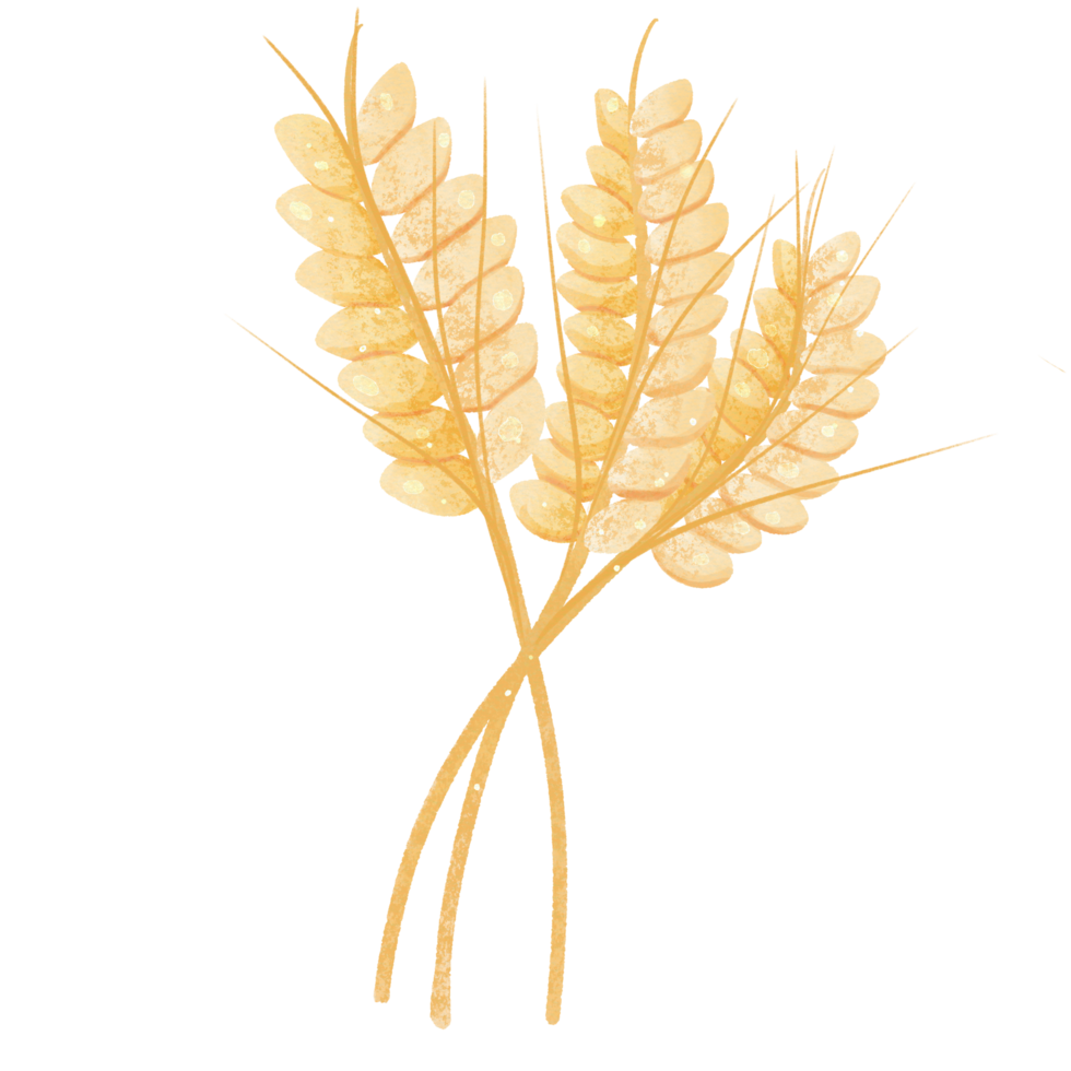 Watercolor illustration of a bunch of wheat png