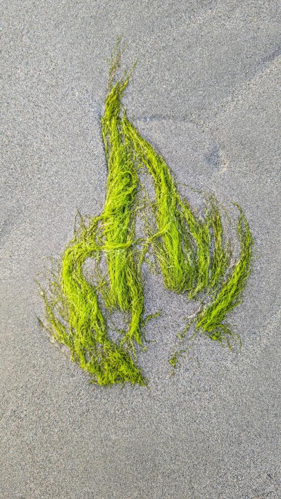 Closeup of green seaweed on sandy beach, water plants, nature background photo