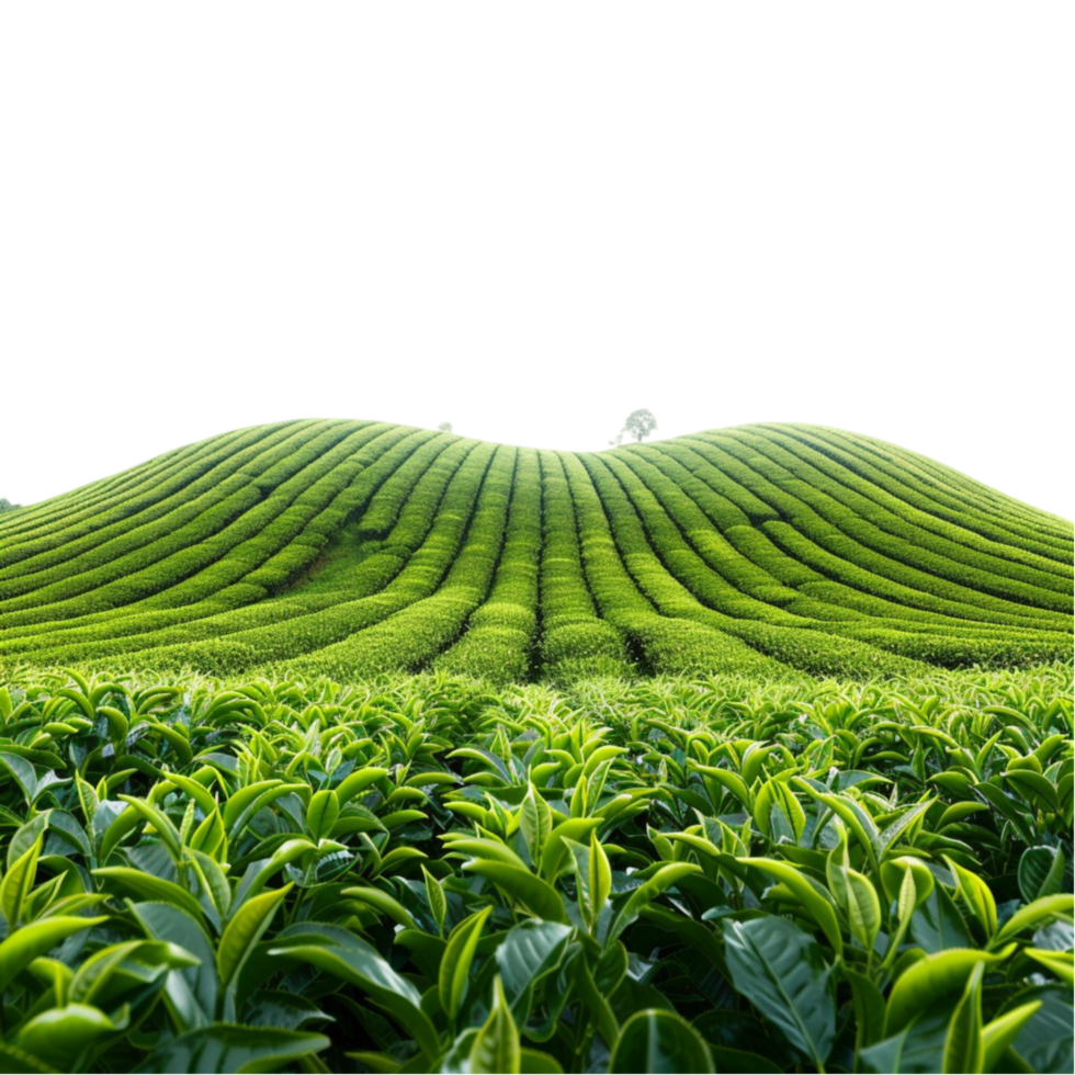 Green Grassland Magic Discovering Nature's Carpet png