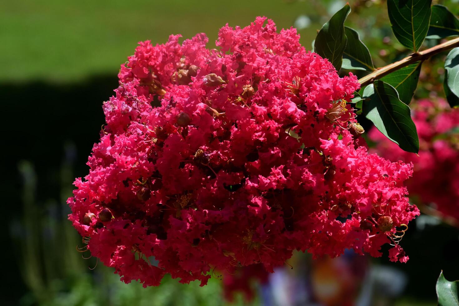Vibrant Pink color crepe myrtle bush flowers photo