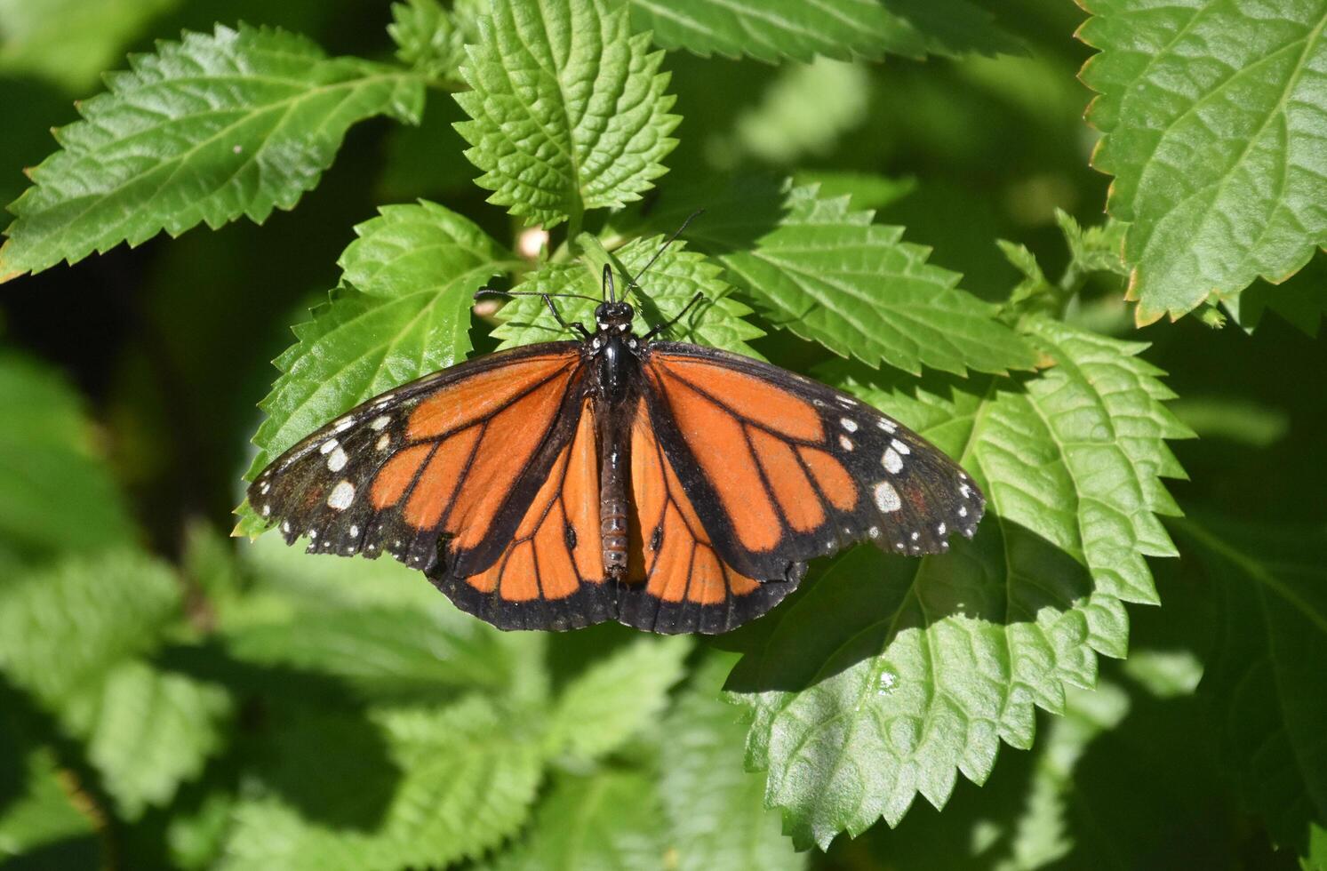 Viceroy Butterfly with Orange and Black Markings photo
