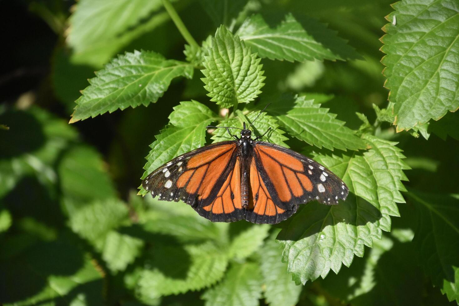 Pretty Viceroy Butterfly in a Lovely Garden photo