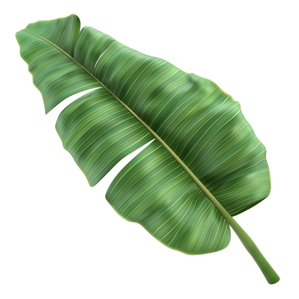 Green Banana Leaf png