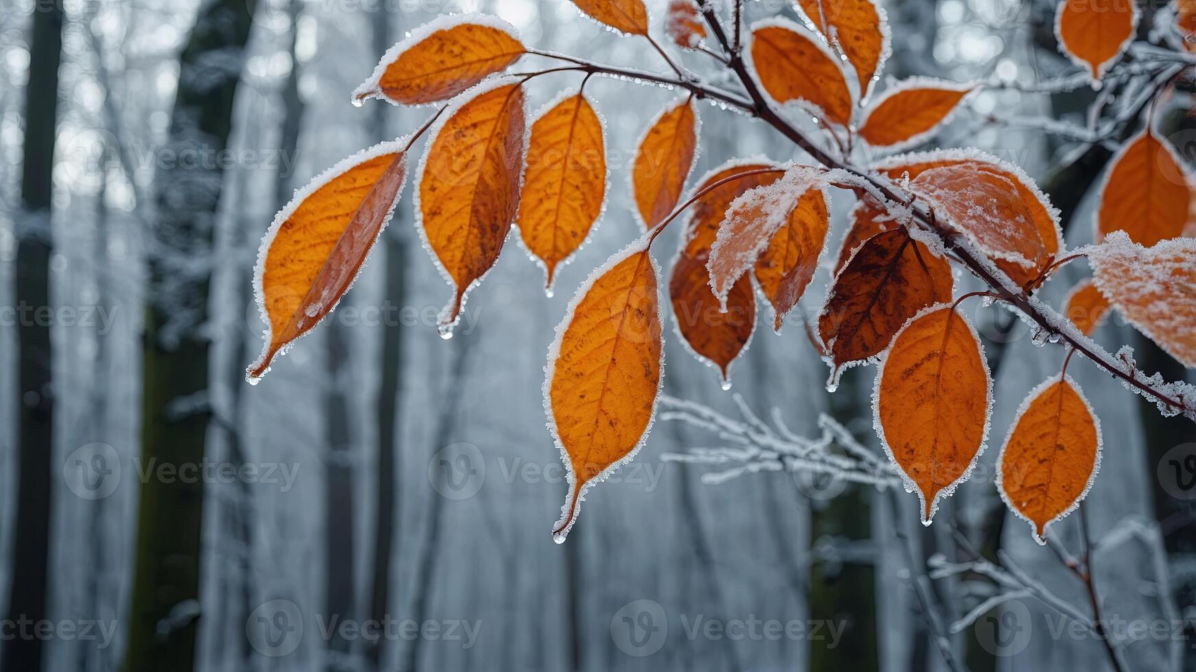Beautiful colourful nature with bright orange leaves covered with frost in late autumn or early winter. photo