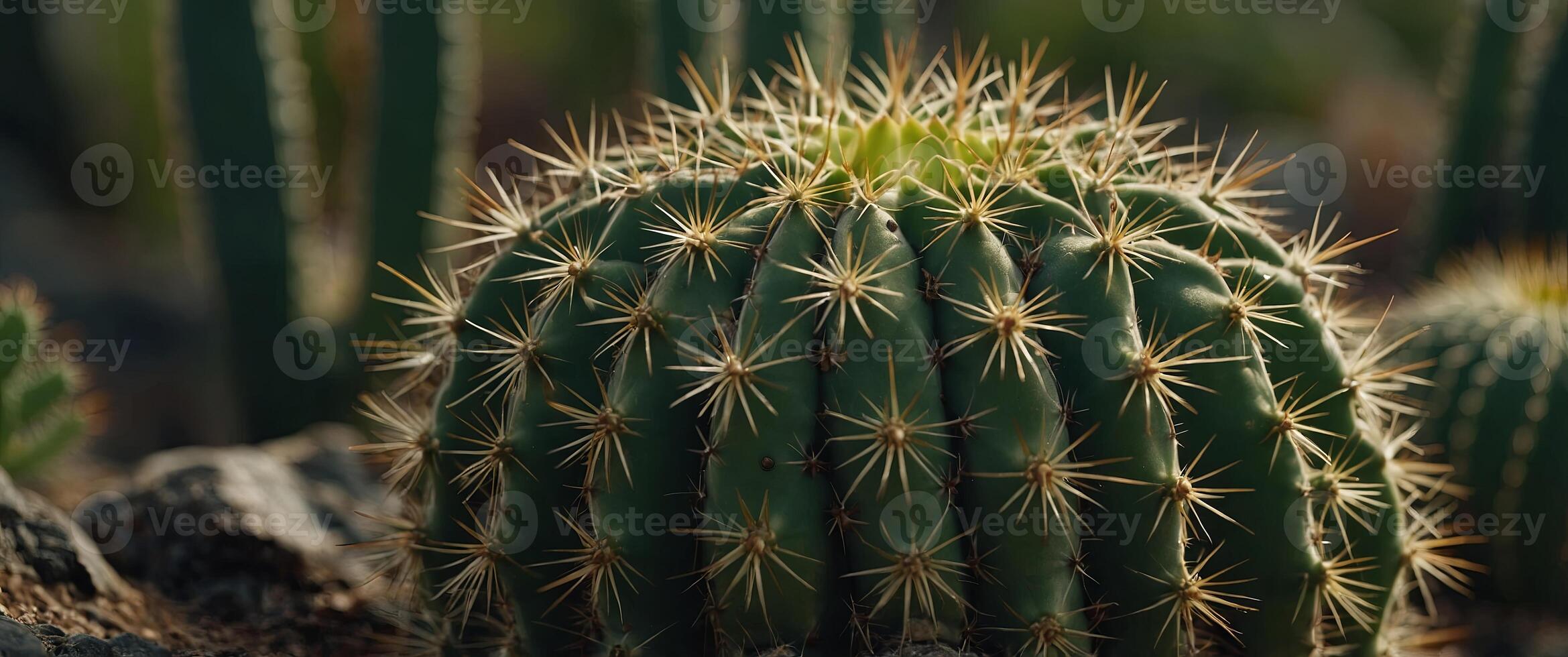 Close-up of a green cactus with spines and shallow roots. photo