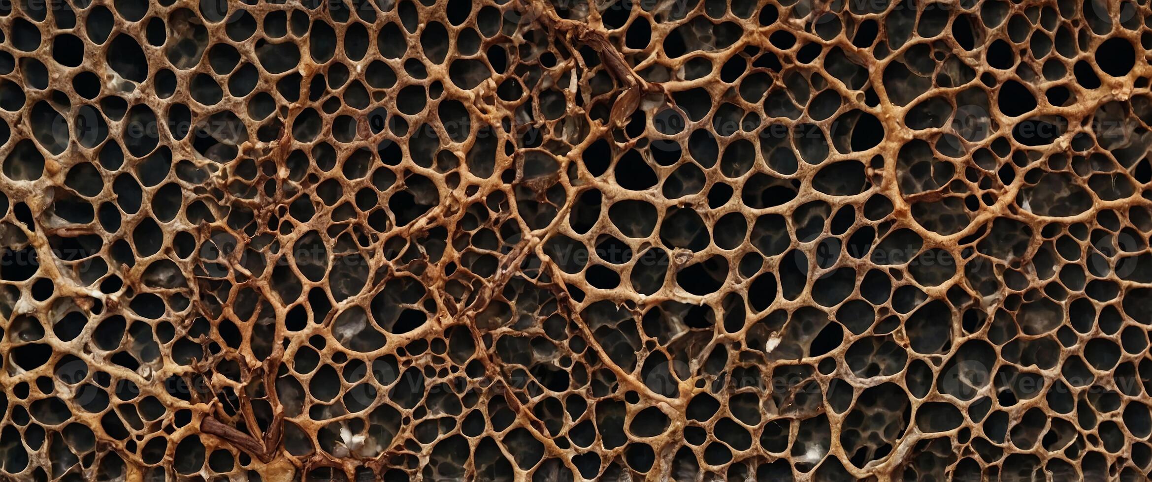Officinal magnolia bark plant cells micrograph. photo