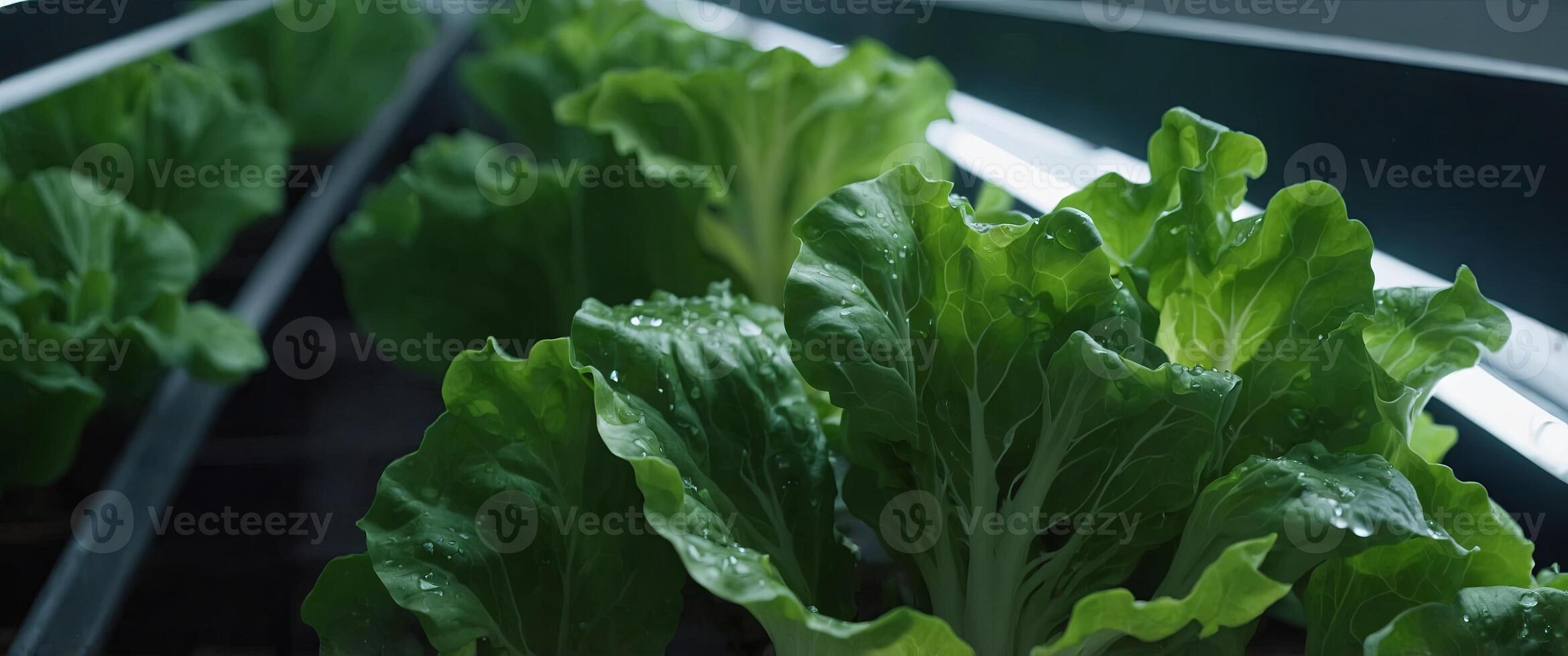 Close-up of fresh green lettuce growing in a modern hydroponic farm with lights and water droplets on leaves. photo
