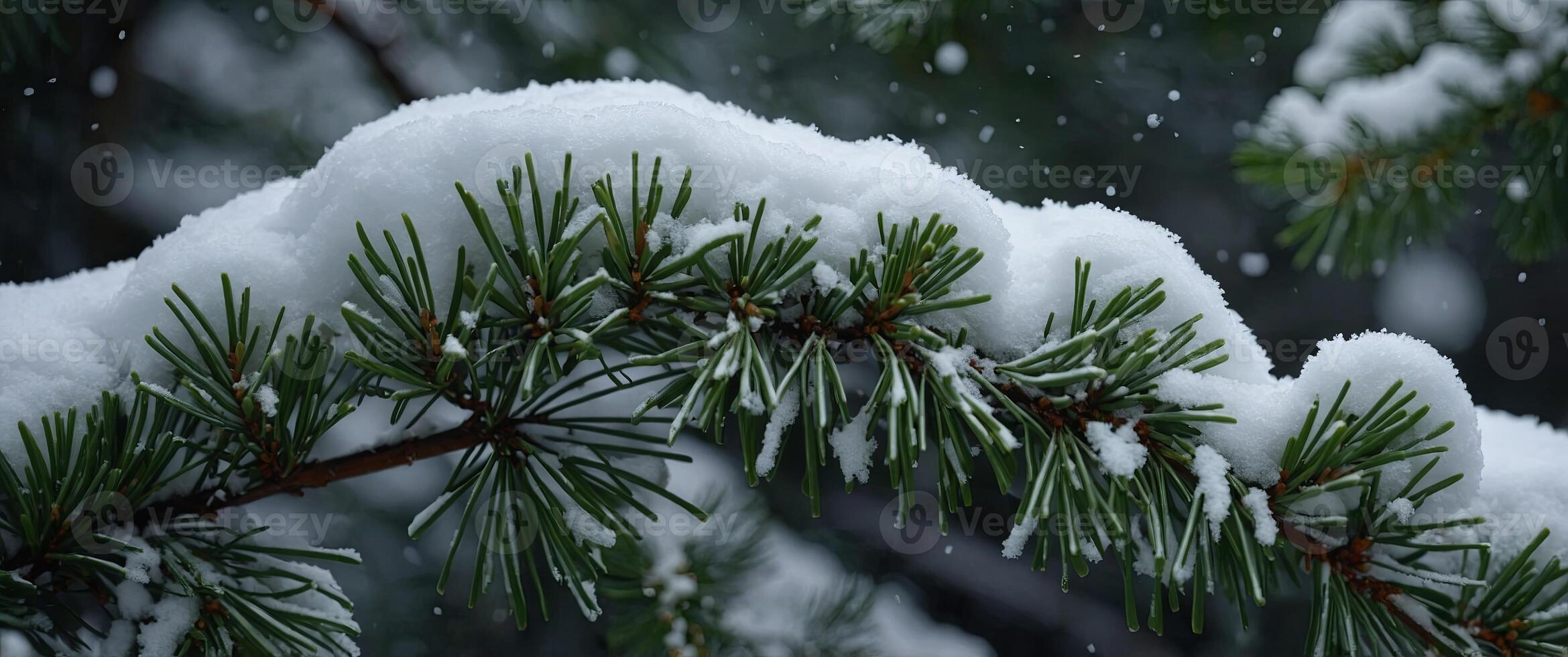 Evergreen Branch Covered in Snow on a Winter Day. photo