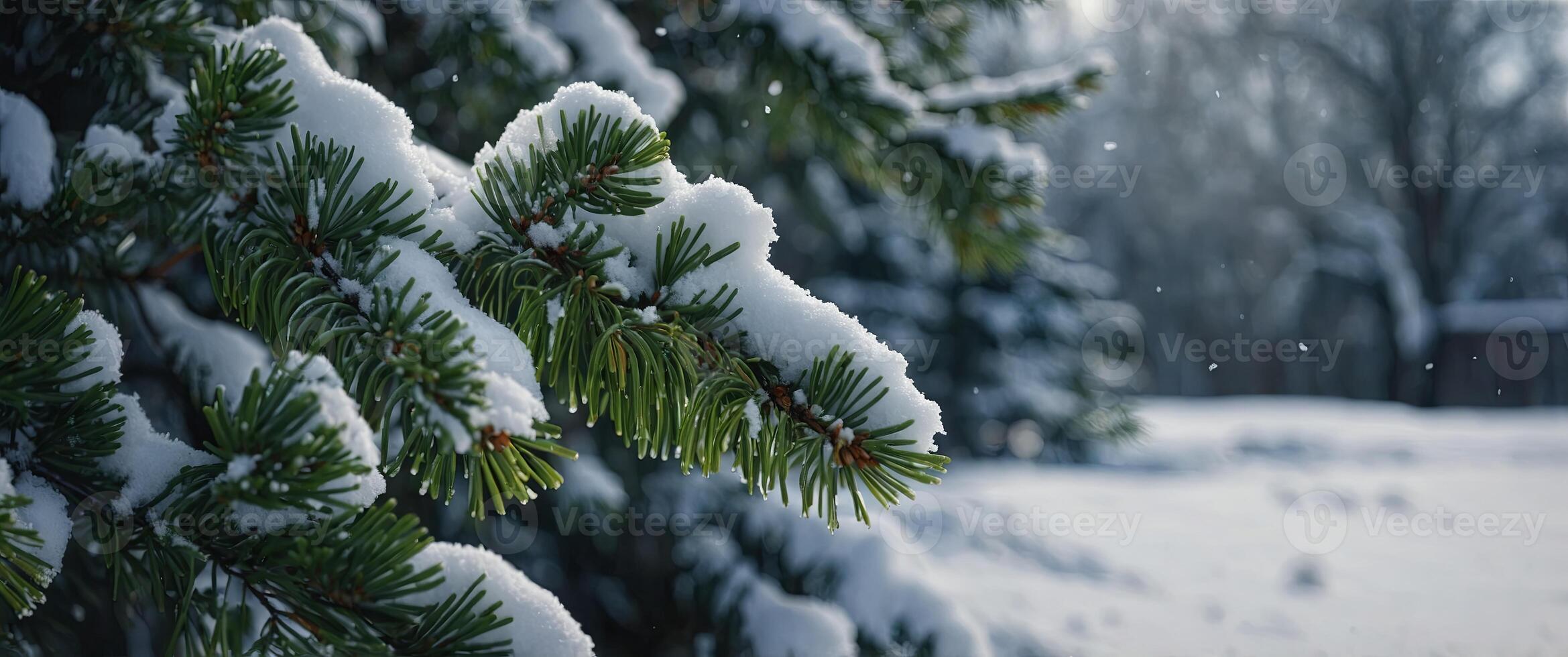Evergreen Branch Covered in Snow on a Winter Day. photo