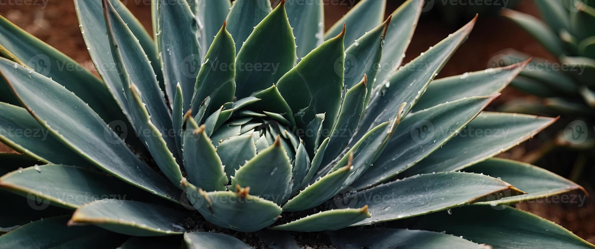 Close up of beautiful Agave succulent plant. photo