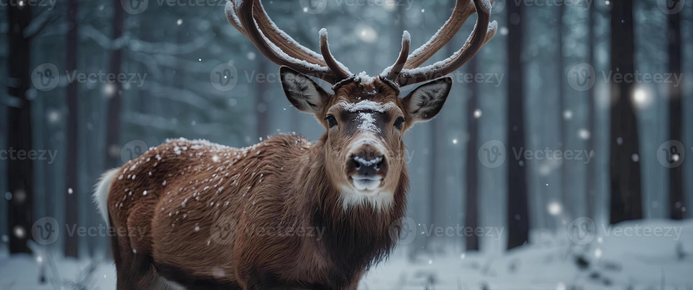 Close up of a Christmas reindeer on blurred winter pine forest background with lights and drifting snow flakes. photo