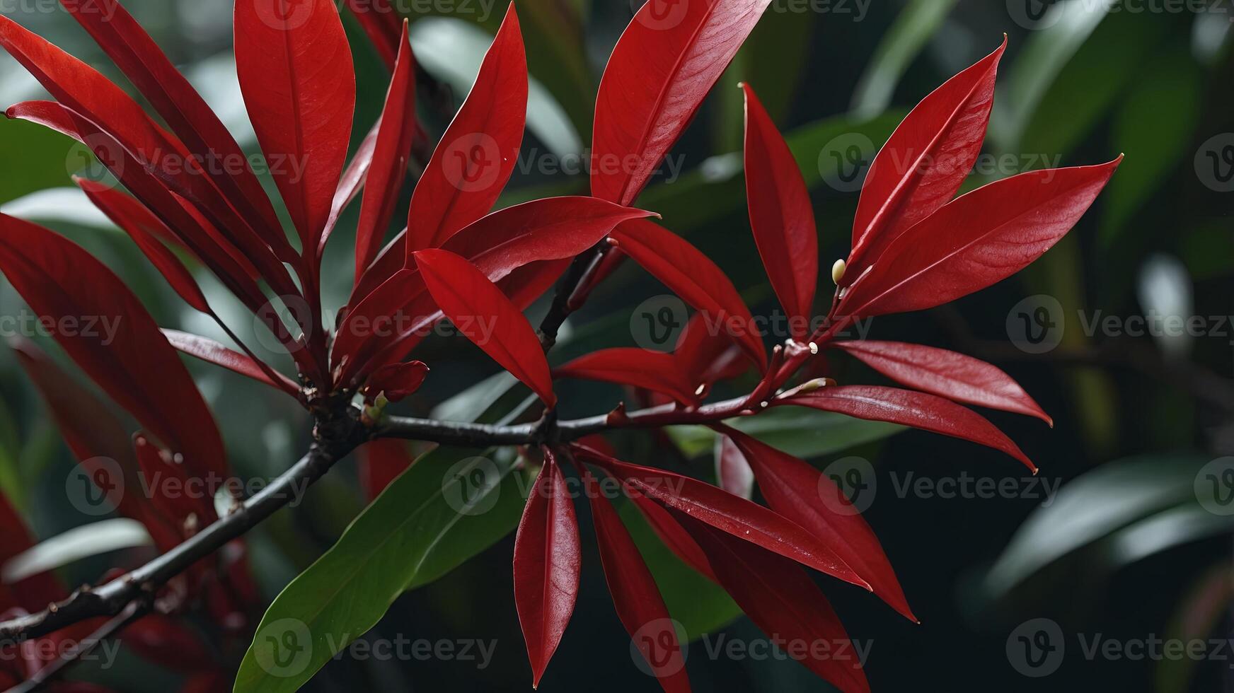beautiful red leaves of syzygium hancei species of lillipillies Creative banner Copyspace image. photo