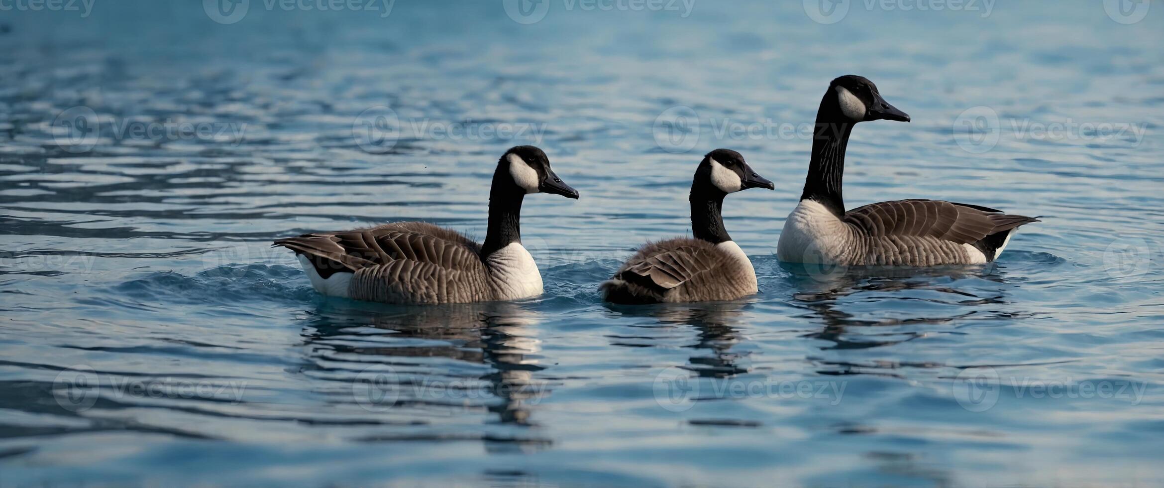 Canada goose family swimming in blue water. photo