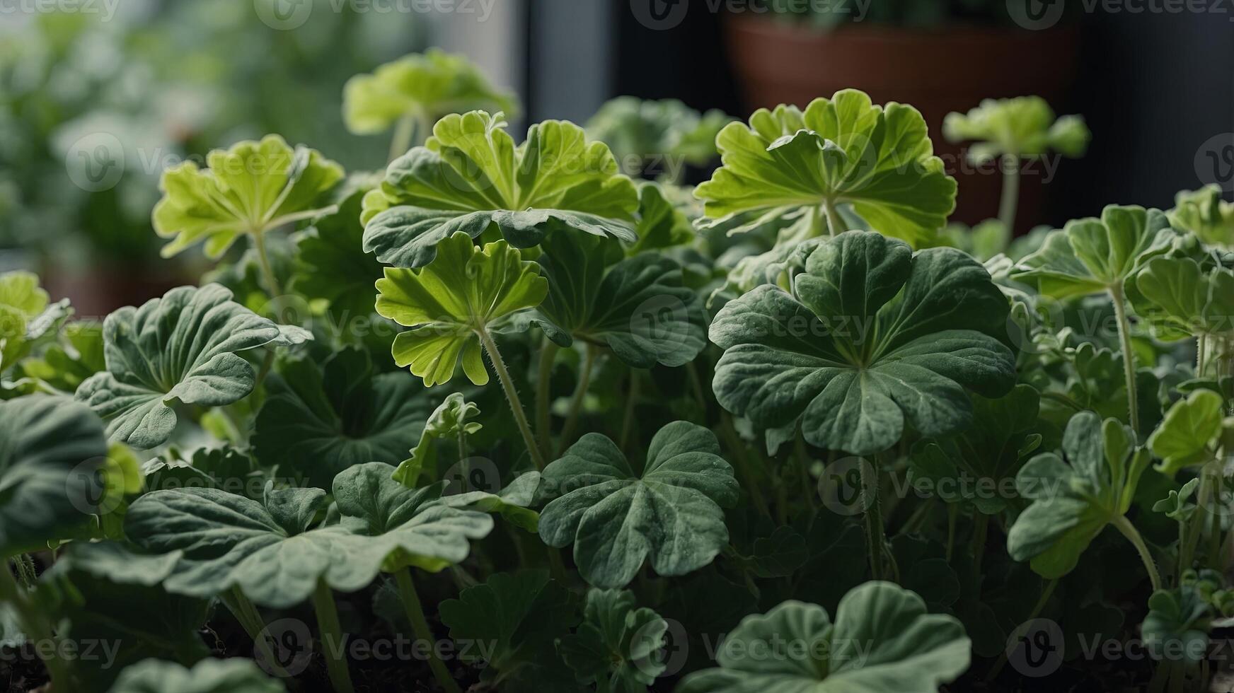 Close up of the green leaves of indoor geranium plants. photo