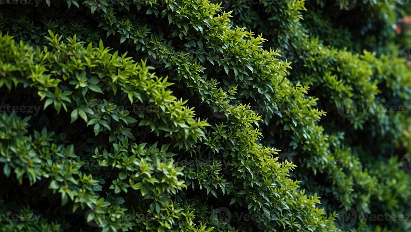 Closeup of lush green hedge wall with small leaves in garden eco friendly evergreen background. photo