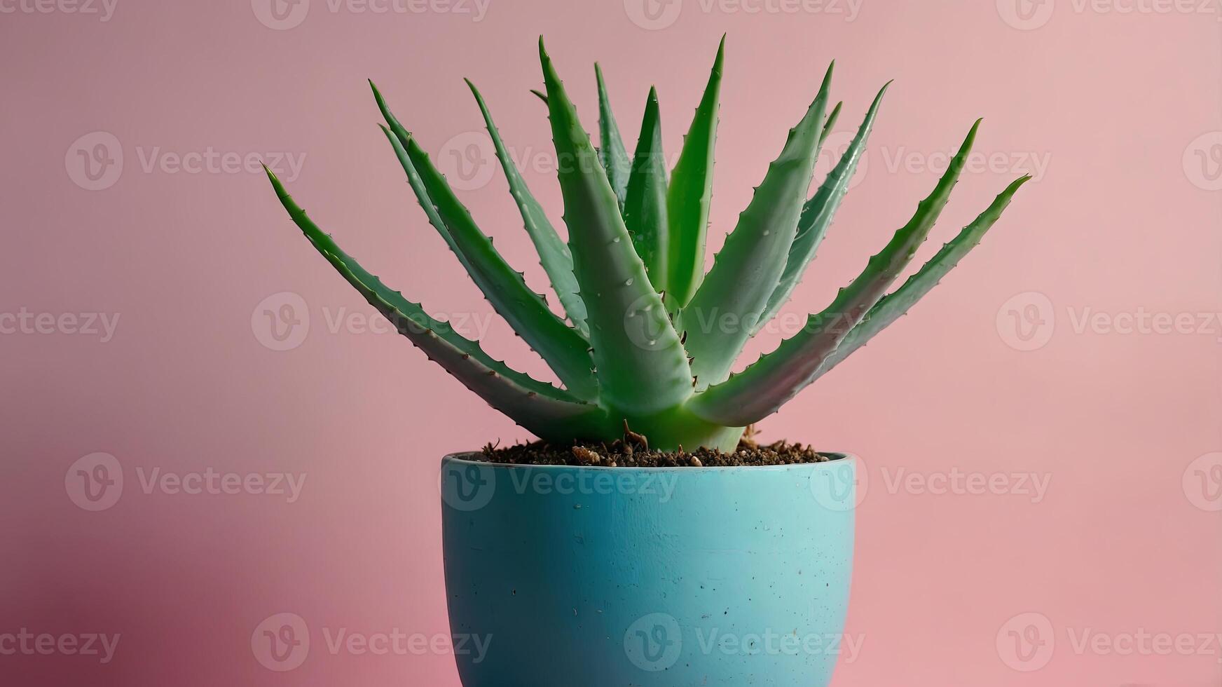 Aloe Vera Plant in Pastel Blue Pot on Pink and Turquoise Background. photo