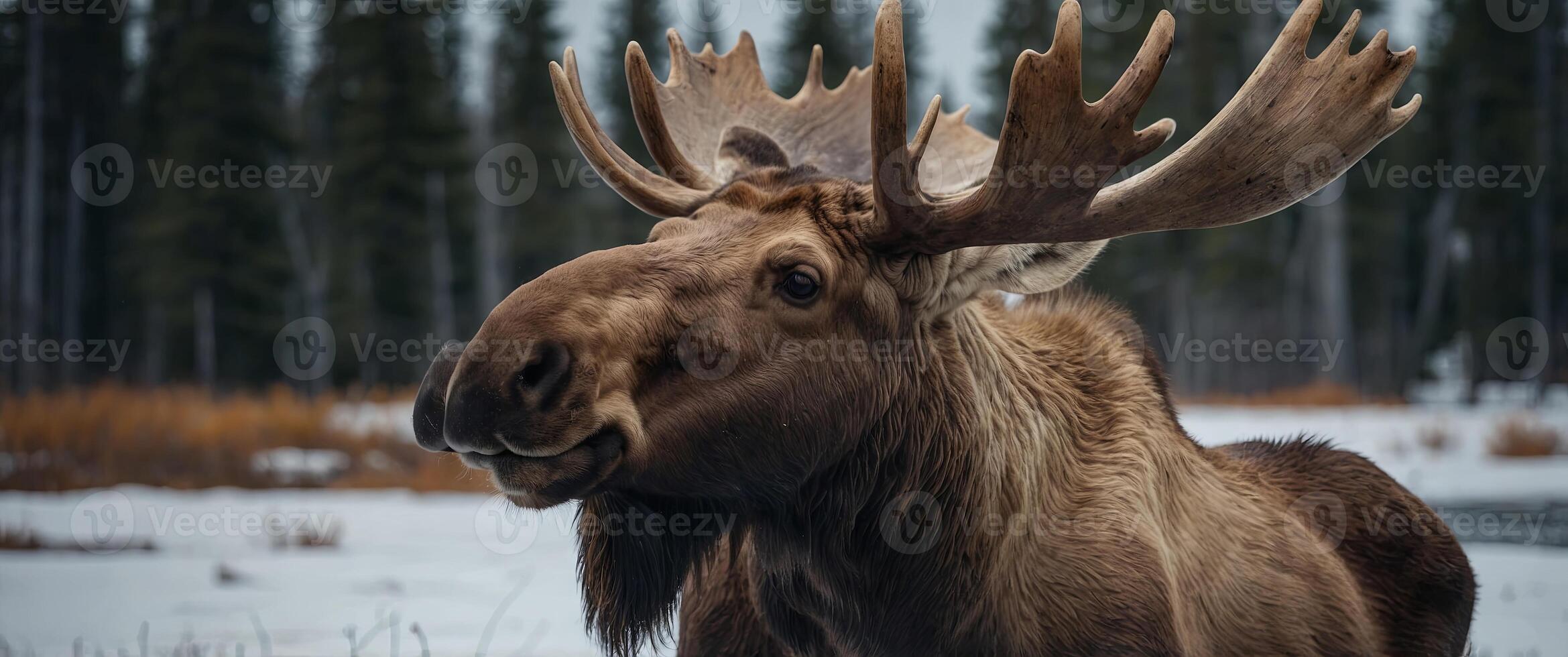 Moose american or canadian wildlife animals white edition. photo