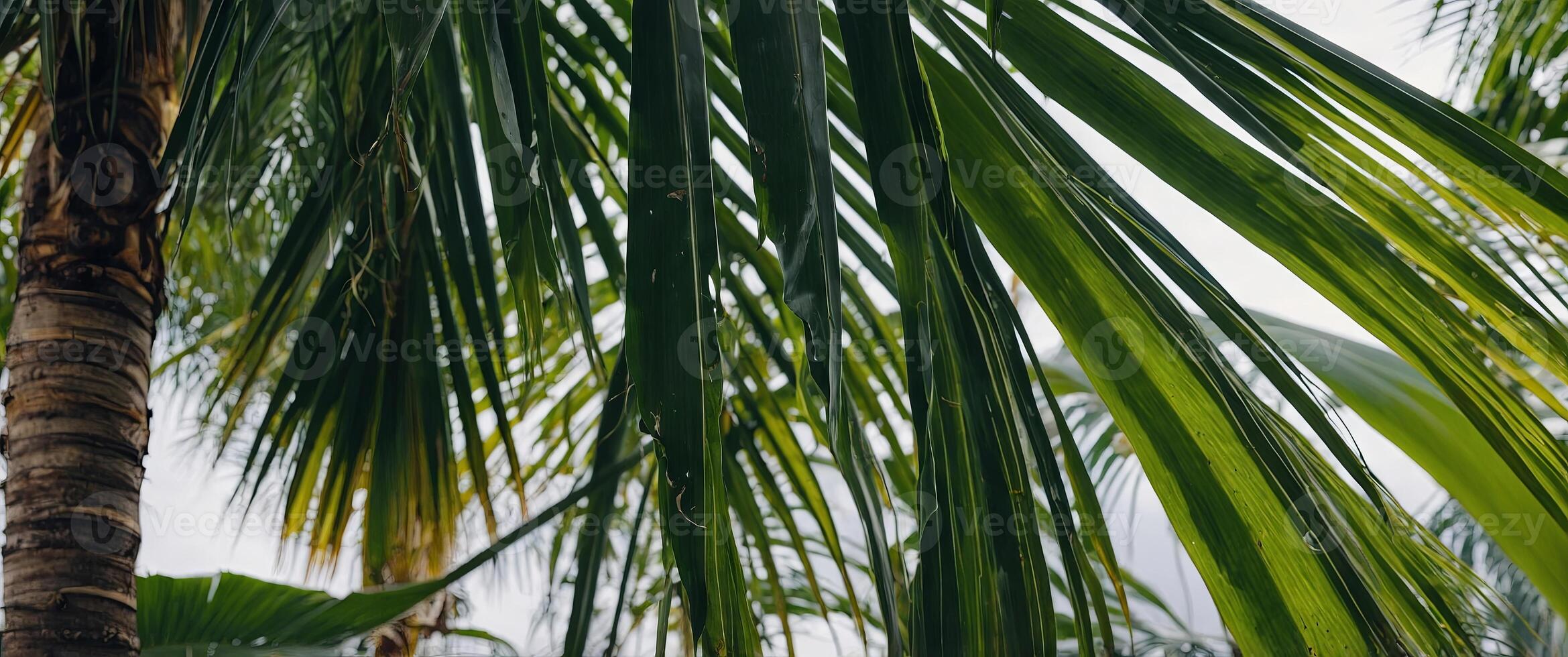 Abstract closeup nature view of palm leaves background textures Fresh green ecology natural concept Palm leaf textures panoramic banner background, wallpaper design. photo